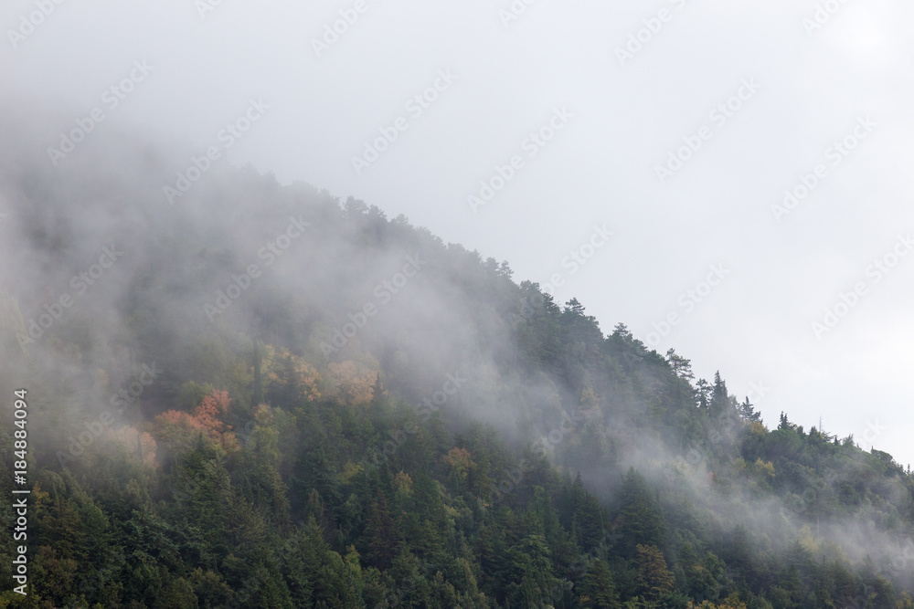 Trees in autumn on a mountain, almost covered by fog