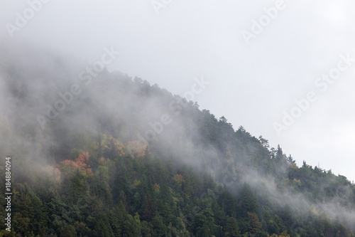 Trees in autumn on a mountain, almost covered by fog