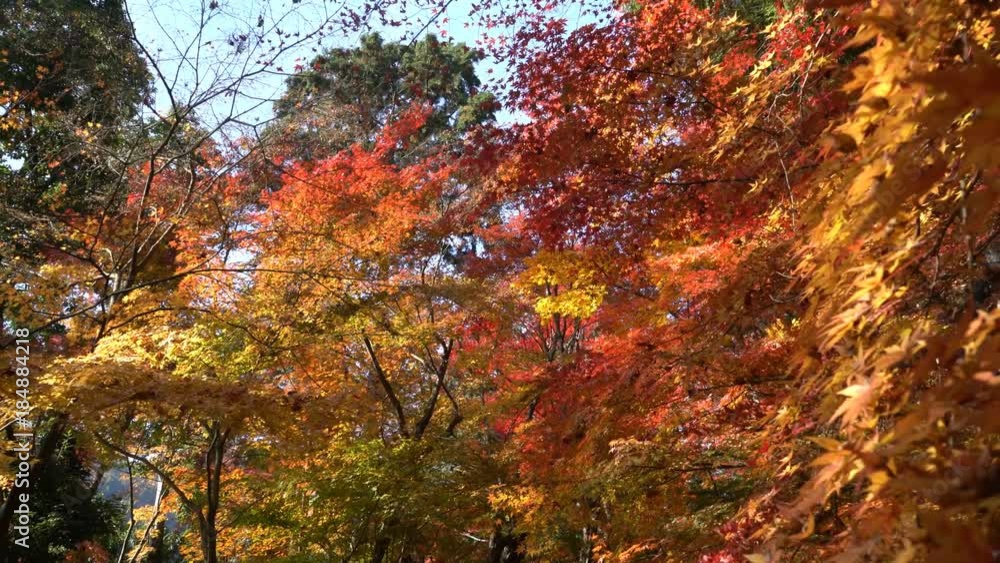 Beautiful fall color of Komyo-ji at Kyoto, Japan Beautiful fall color of Komyo-ji at Kyoto, Japan