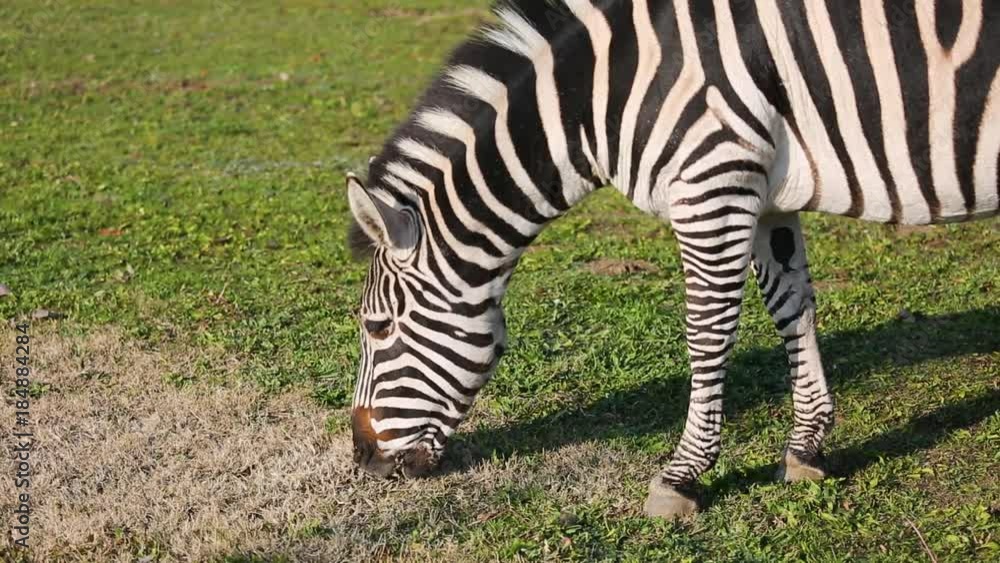 Grant's Zebra (Equus quagga boehmi) eating grass Grant's Zebra (Equus quagga boehmi) eating grass