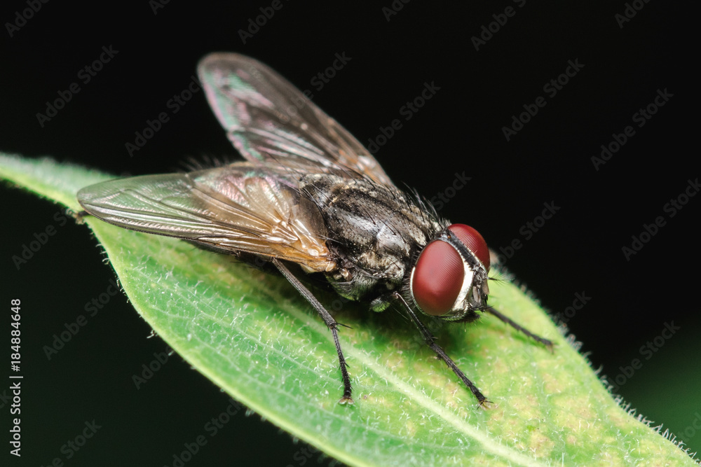 House fly, fly House fly, fly