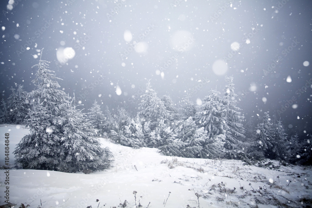 Obraz premium Trees covered with hoarfrost and snow in winter mountains - Christmas snowy backgroundic holiday background