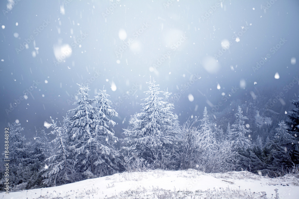Trees covered with hoarfrost and snow in winter mountains - Christmas snowy backgroundic holiday background Trees covered with hoarfrost and snow in winter mountains - Christmas snowy backgroundic holiday background