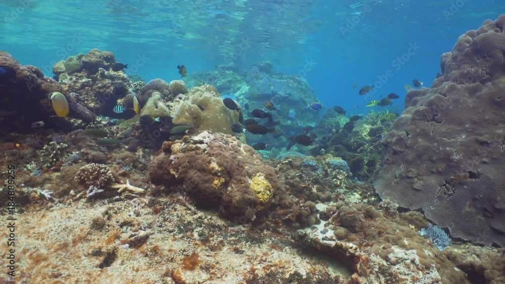 Fish and coral reef. Dive, underwater world, corals and tropical fish. Bali,Indonesia. Diving and snorkeling in the tropical sea. Travel concept. 4K video. Fish and coral reef. Dive, underwater world, corals and tropical fish. Bali,Indonesia. Diving and snorkeling in the tropical sea. Travel concept. 4K video.