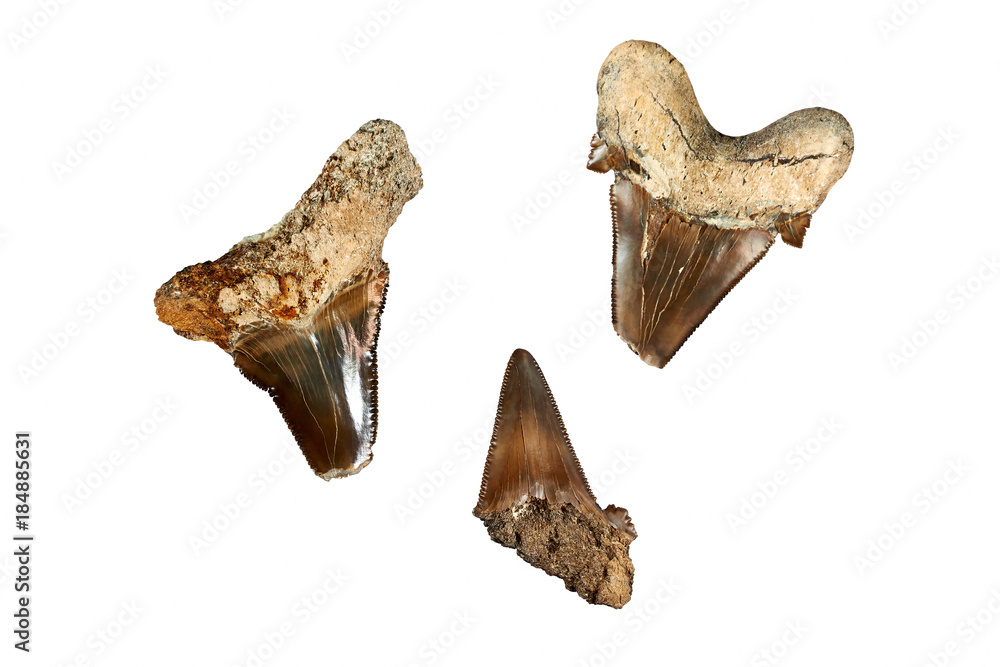 Foto Stock Prehistoric shark teeth. The most ancient types of sharks