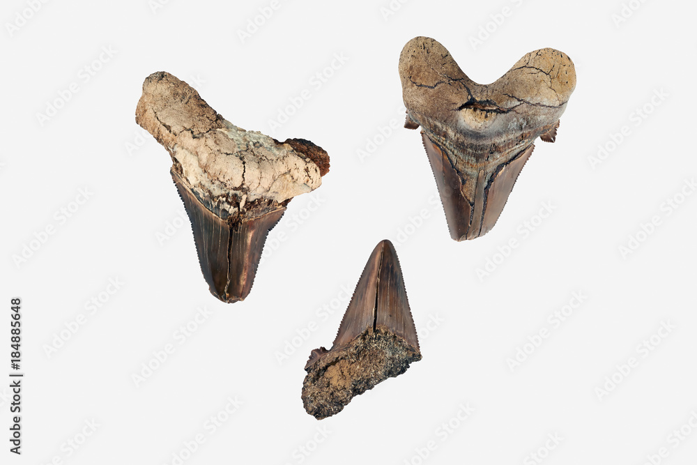 Prehistoric shark teeth. The most ancient types of sharks date back to