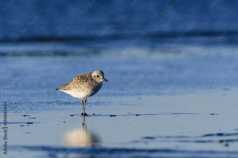 Obraz premium ダイゼン冬羽(Grey plover)