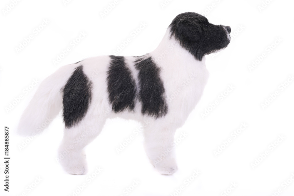 landseer dog isolated in front on white background landseer dog isolated in front on white background