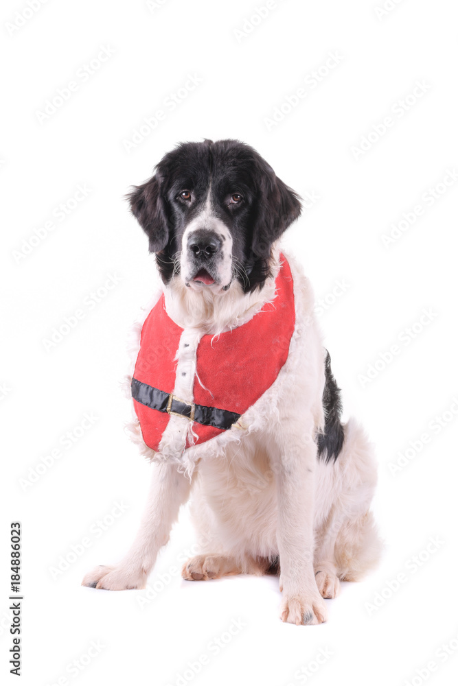 landseer dog christmas santa white puppy xmas