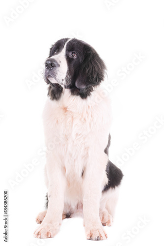 Fototapeta Naklejka Na Ścianę i Meble -  landseer dog isolated in front on white background