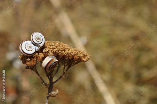snails on the dried plant