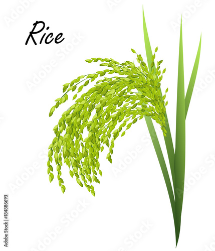 Rice (Oryza sativa, Asian rice). Hand drawn realistic vector illustration of green rice plant on white background.