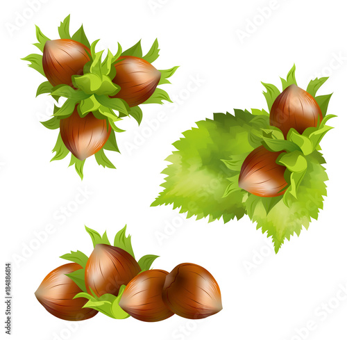 Hazelnuts (Corylus avellana, cobnut, filbert). Set of hand drawn realistic vector illustrations of hazelnuts with hazel leaves on white background.
