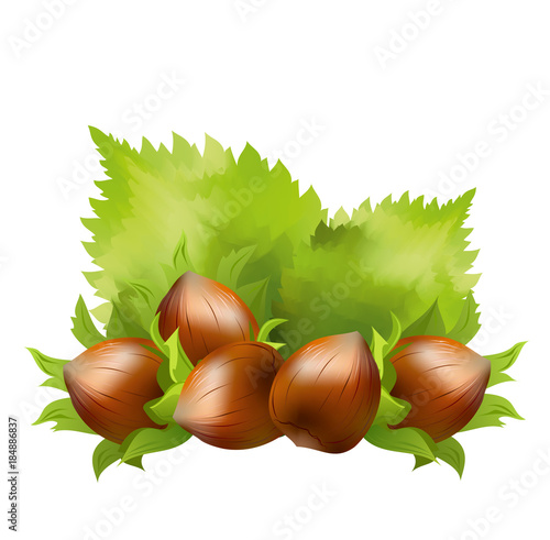 Hazelnuts (Corylus avellana, cobnut, filbert). Hand drawn realistic vector illustration of hazelnuts with hazel leaves on white background.