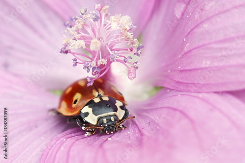 Eyed ladybug, ladybird, Anatis ocellata photo