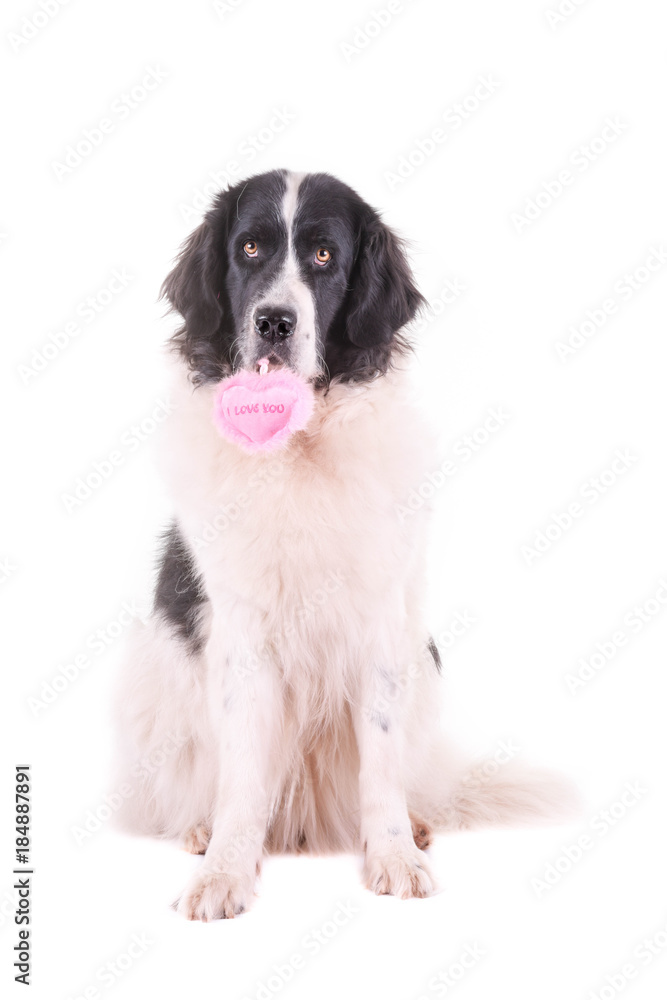 landseer dog christmas santa white puppy xmas