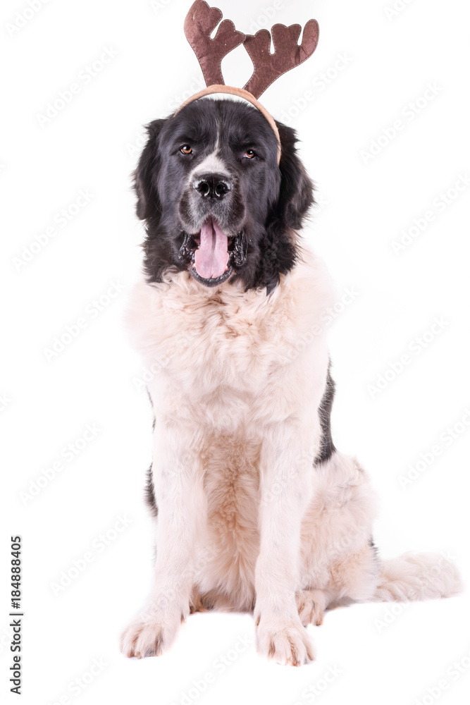 landseer dog isolated in front on white background landseer dog isolated in front on white background