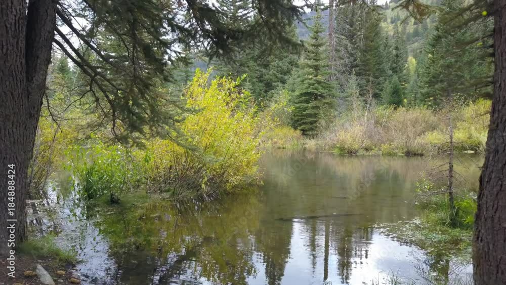 Flying through pine trees over small pond as it starts to sprinkle. Flying through pine trees over small pond as it starts to sprinkle.