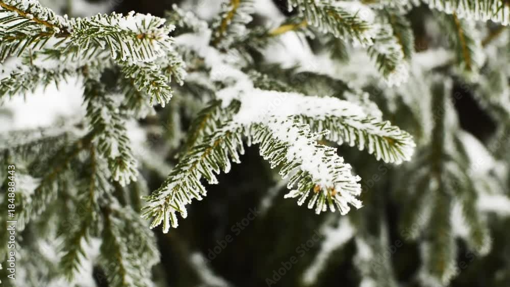 Close-up shot of the swinging fir branches covered with hoarfrost Close-up shot of the swinging fir branches covered with hoarfrost
