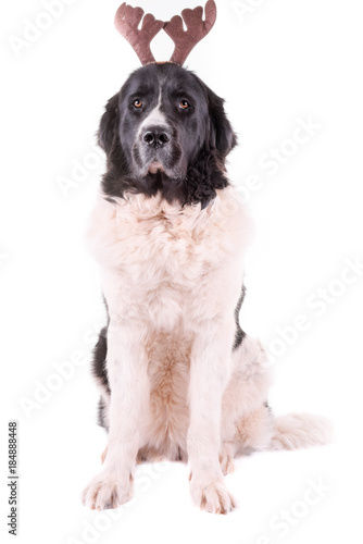 Fototapeta Naklejka Na Ścianę i Meble -  landseer dog isolated in front on white background