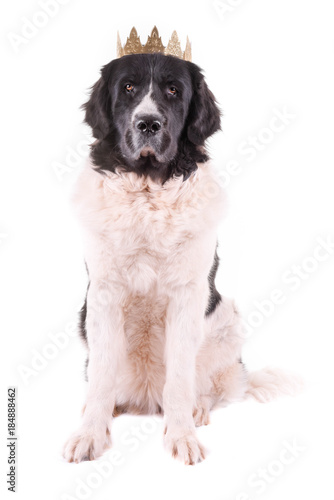 Fototapeta Naklejka Na Ścianę i Meble -  landseer dog isolated in front on white background