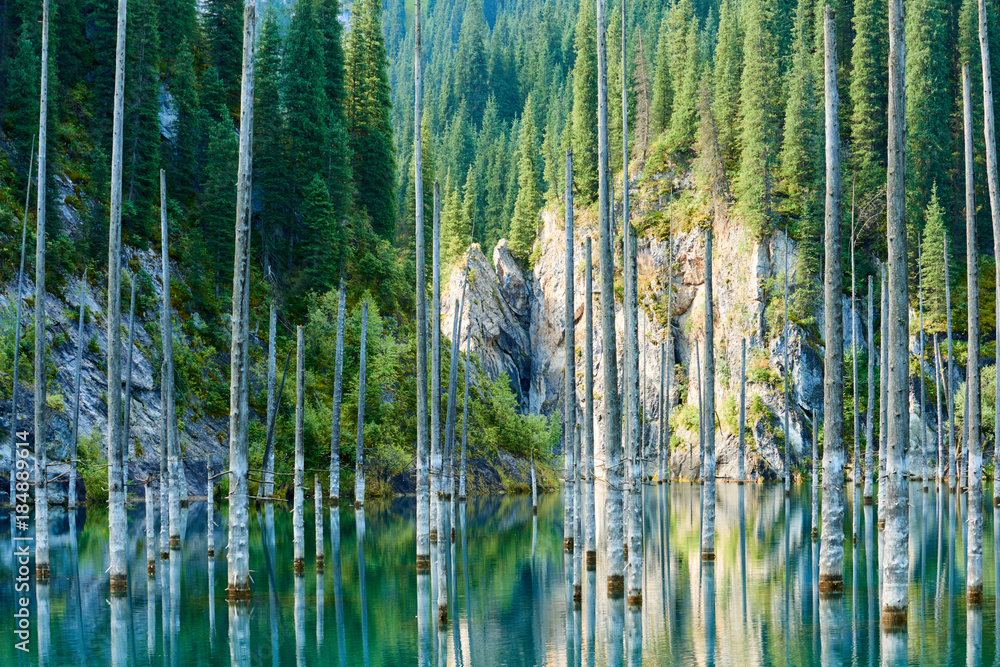 The sunken forest of Lake Kaindy. Lake Kaindy, meaning the "birch tree lake"—is  a 400-meter-long lake in Kazakhstan that reaches depths near 30 meters in  some areas. Stock Photo | Adobe Stock