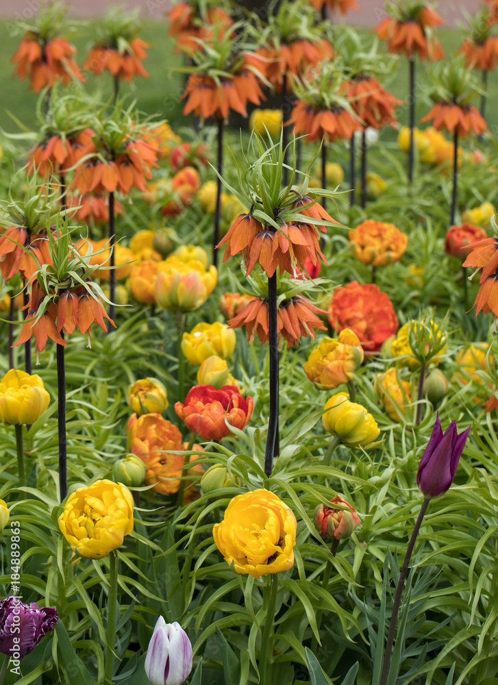 Obraz premium Fritillaria imperialis and colorful tulips flowers blooming in a garden.