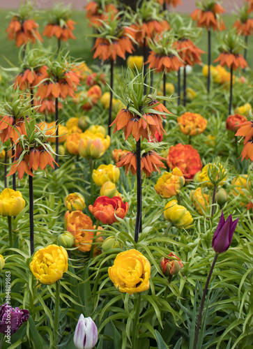 Fritillaria imperialis and colorful tulips flowers blooming in a garden.