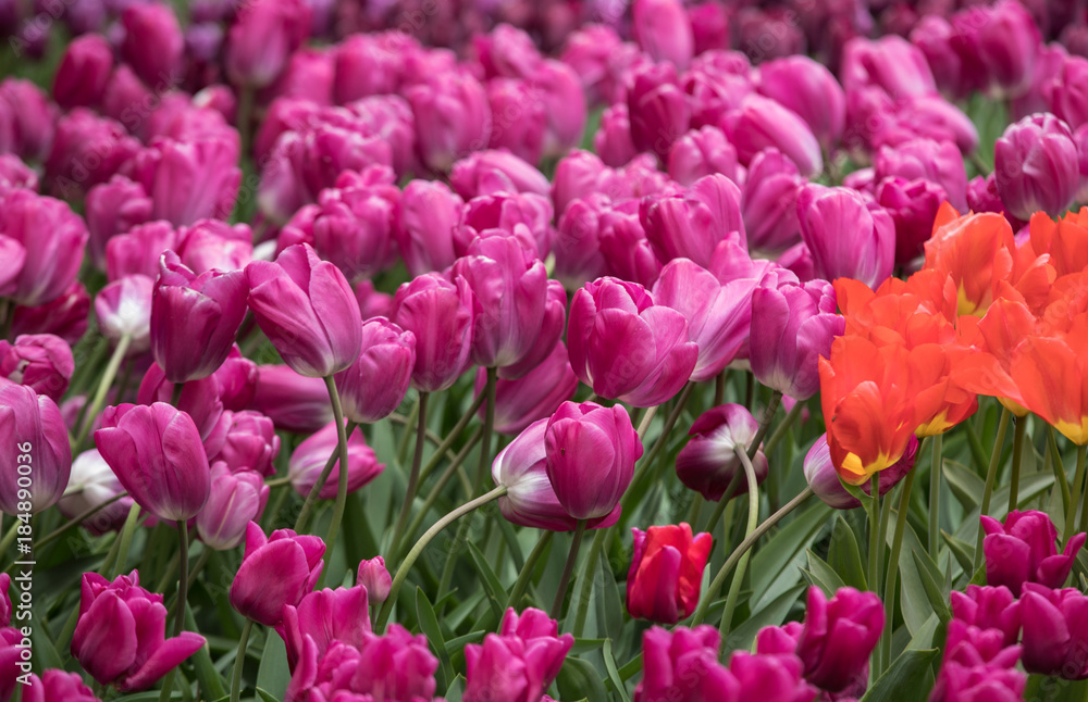 purple tulips flowers blooming in a garden