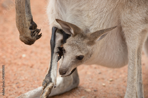 Kangaroo Joey in Pouch
