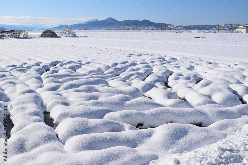 Obraz premium 雪国で着雪した水田