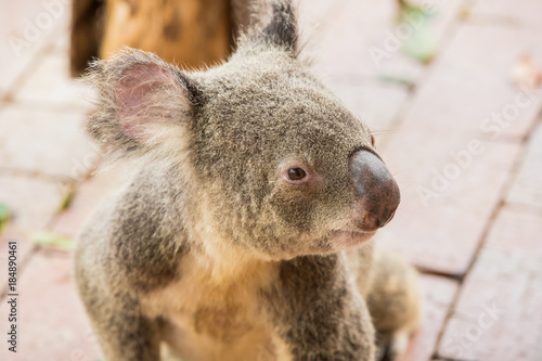 Fototapeta Naklejka Na Ścianę i Meble -  Australian Koala