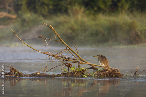 Bird in Chitwan National Park in Nepal. photo
