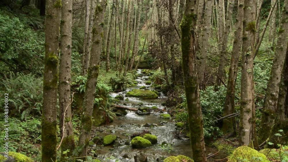 Stream runnning through forest Stream runnning through forest