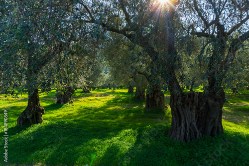 Old olive trees in an olive grove in Delphi in Greece photo