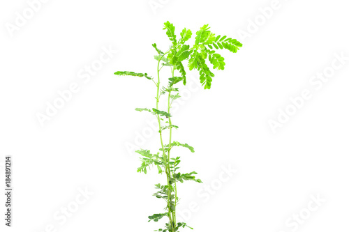 Small young green plant on white background.
