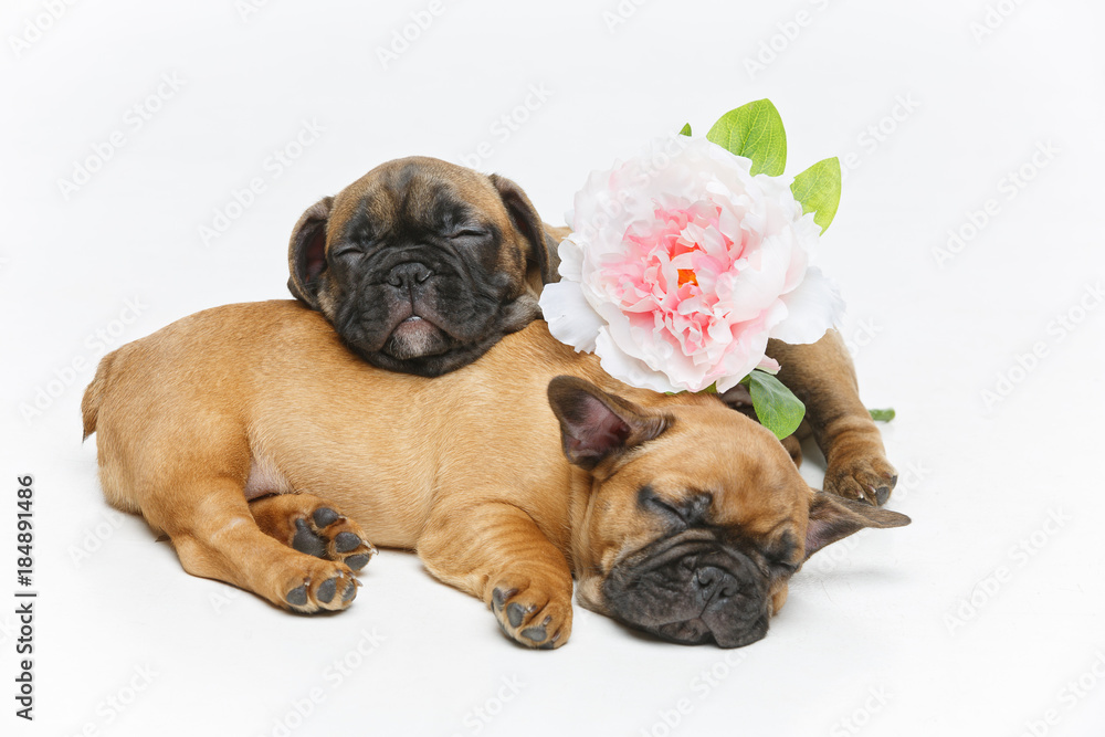 Obraz premium two beautiful french bulldog puppies