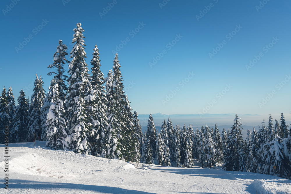 Obraz premium forest with snow backgrounds winter landscape