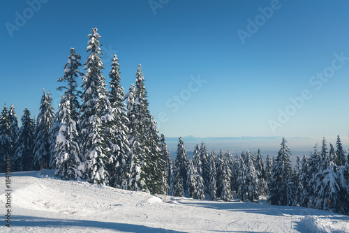 forest with snow backgrounds winter landscape