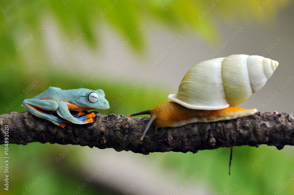 flying frog flying frog