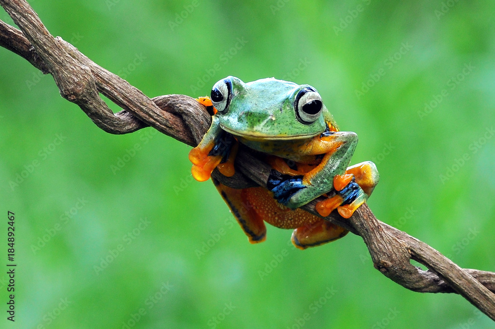 Fototapeta premium flying frog