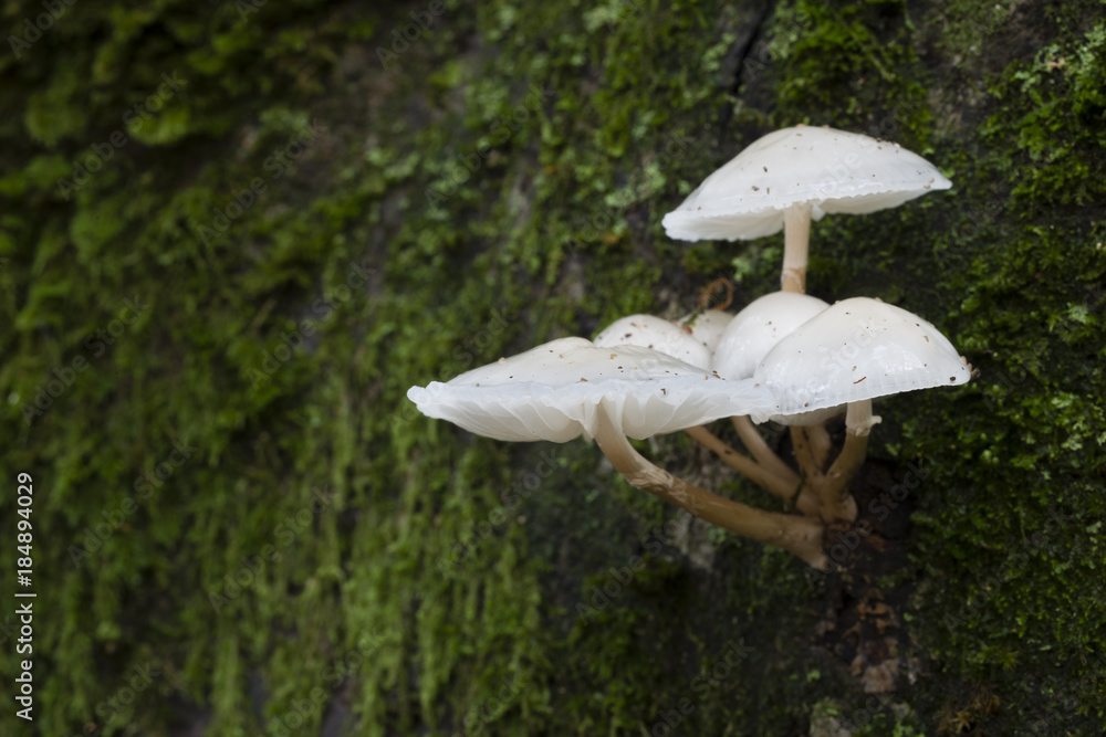 Fototapeta premium Mushroom family on dead leaves and wood.