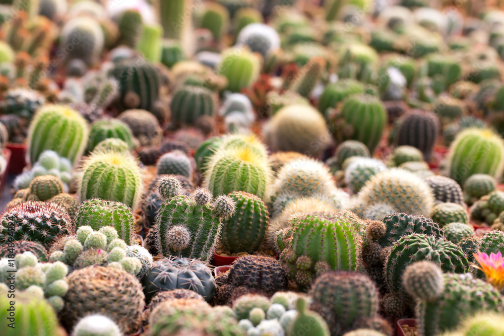 Cactus is the succulent plant with many different shapes, colors, variegated and beautiful flowers. Its native is in desert. People grow cactus for decorative plant in their garden or greenhouse Cactus is the succulent plant with many different shapes, colors, variegated and beautiful flowers. Its native is in desert. People grow cactus for decorative plant in their garden or greenhouse