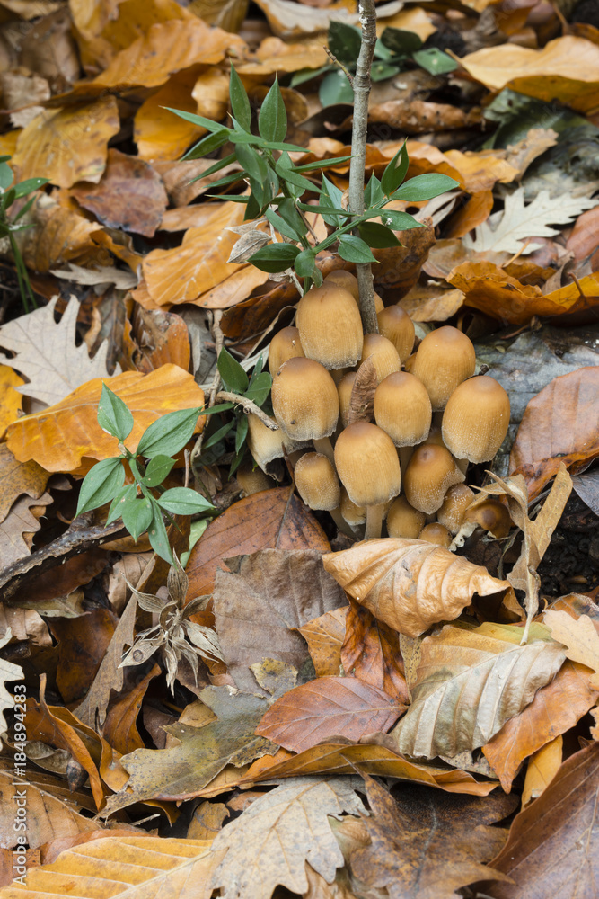 Mushroom family on dead leaves and wood. Mushroom family on dead leaves and wood.