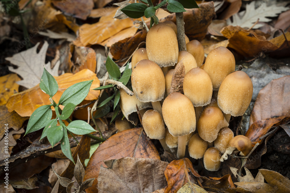 Mushroom family on dead leaves and wood.