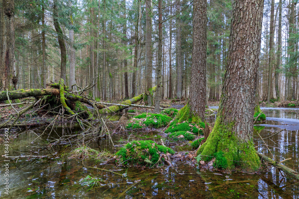 Springtime wet mixed forest with standing water Springtime wet mixed forest with standing water
