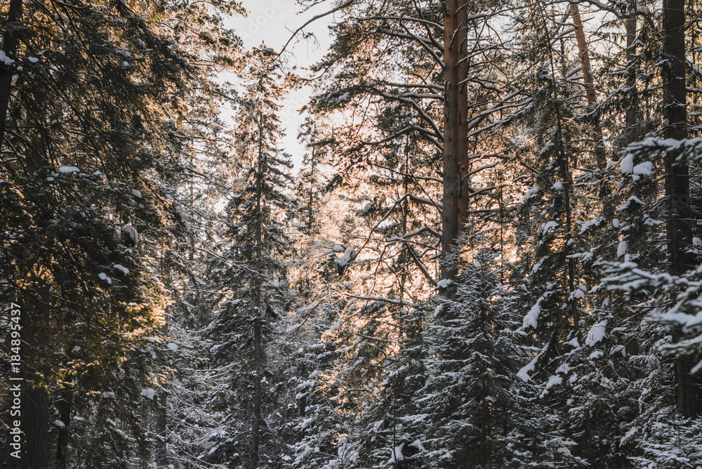 Fototapeta premium Snow-covered tree in winter forest with a beautiful light, close up
