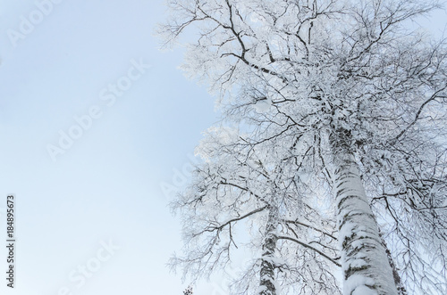 Snowy trees in winter forest with a beautiful light, view from belowю