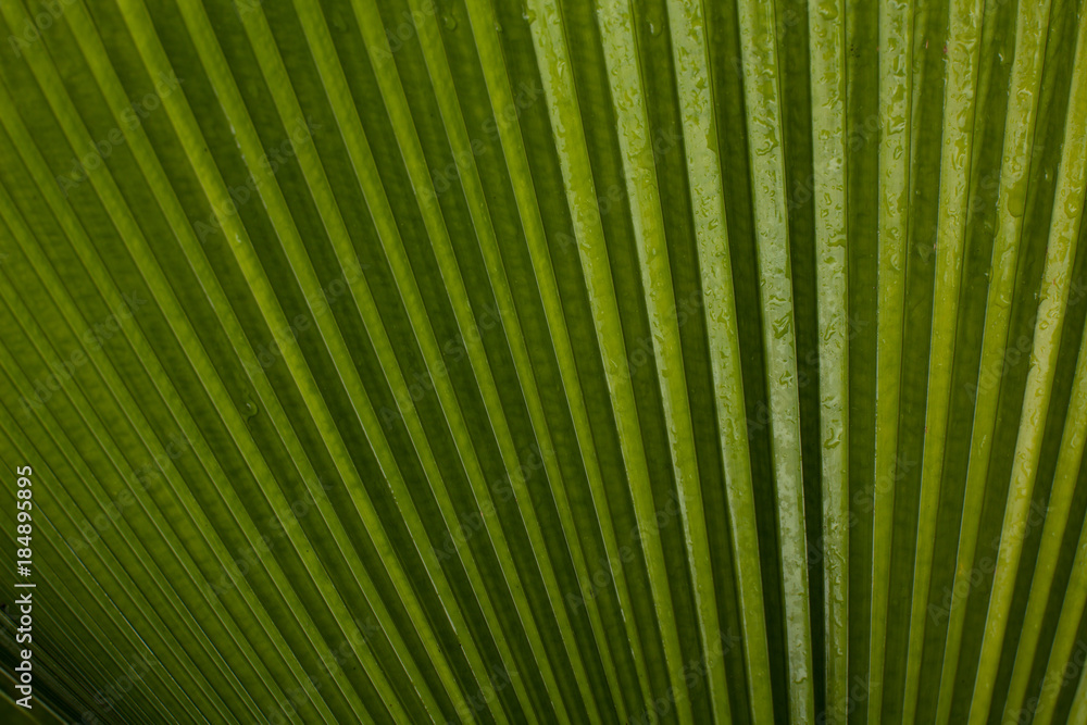Green leaf pattern with vertical lines. Nature green texture. Creative tropical green leaves. Abstract botanical background. Concept of spring or summertime. Green leaf pattern with vertical lines. Nature green texture. Creative tropical green leaves. Abstract botanical background. Concept of spring or summertime.