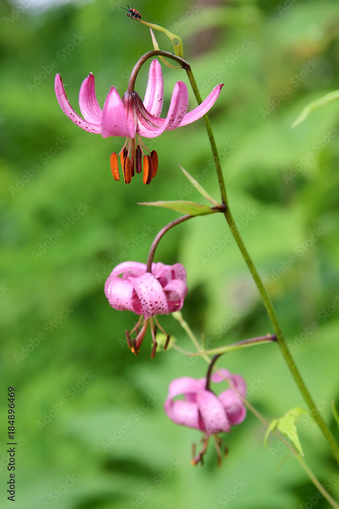 Lilium martagon (martagon lily). Lilium martagon is a Eurasian species of lily. It has a
